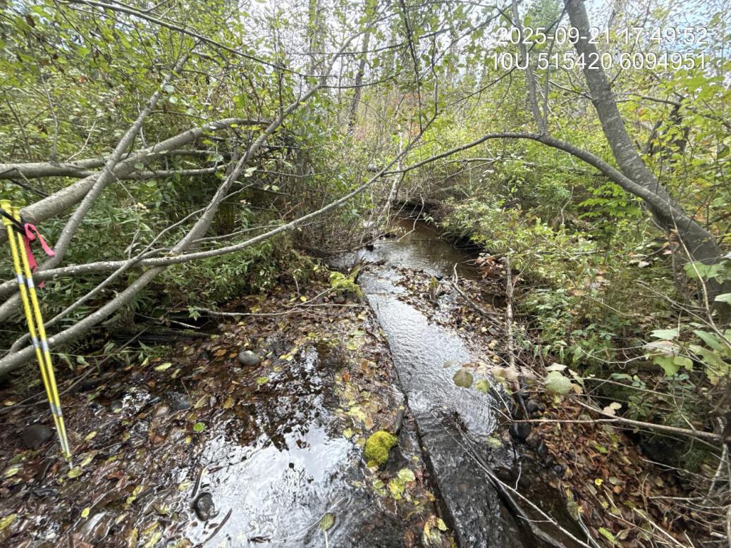 Typical habitat downstream of PSCIS crossing 199663.