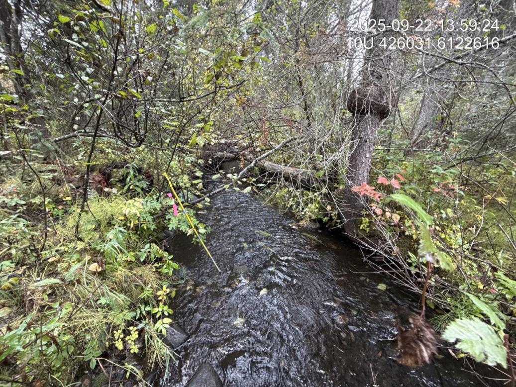 Typical habitat downstream of PSCIS crossing 203597.