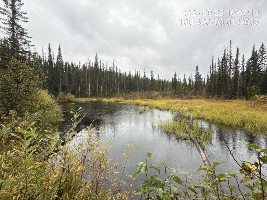 Wetland habitat located 350m upstream of PSCIS crossing 203597.