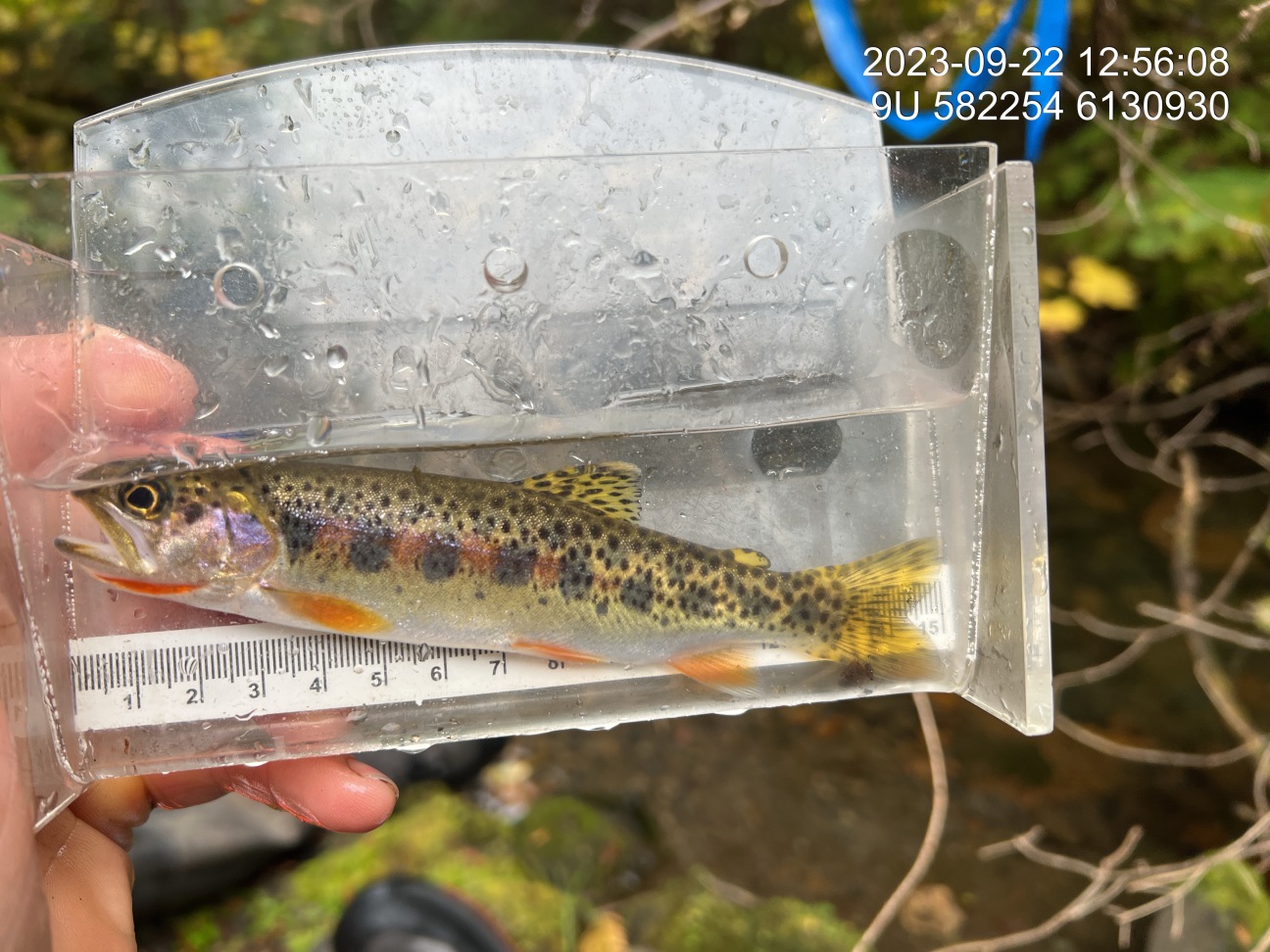 Cutthroat trout captured upstream of PSCIS crossing 198217.