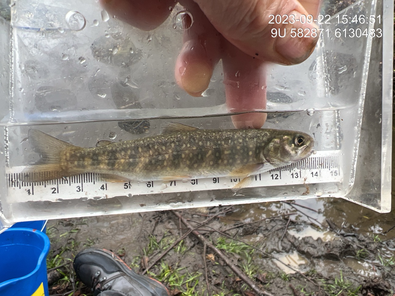 Dolly varden captured downstream of PSCIS crossing 198217.