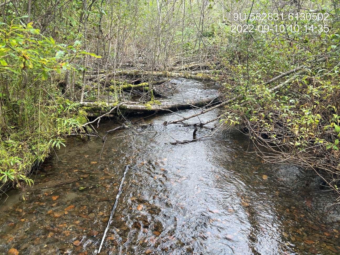 Typical habitat upstream of PSCIS crossing 198217.