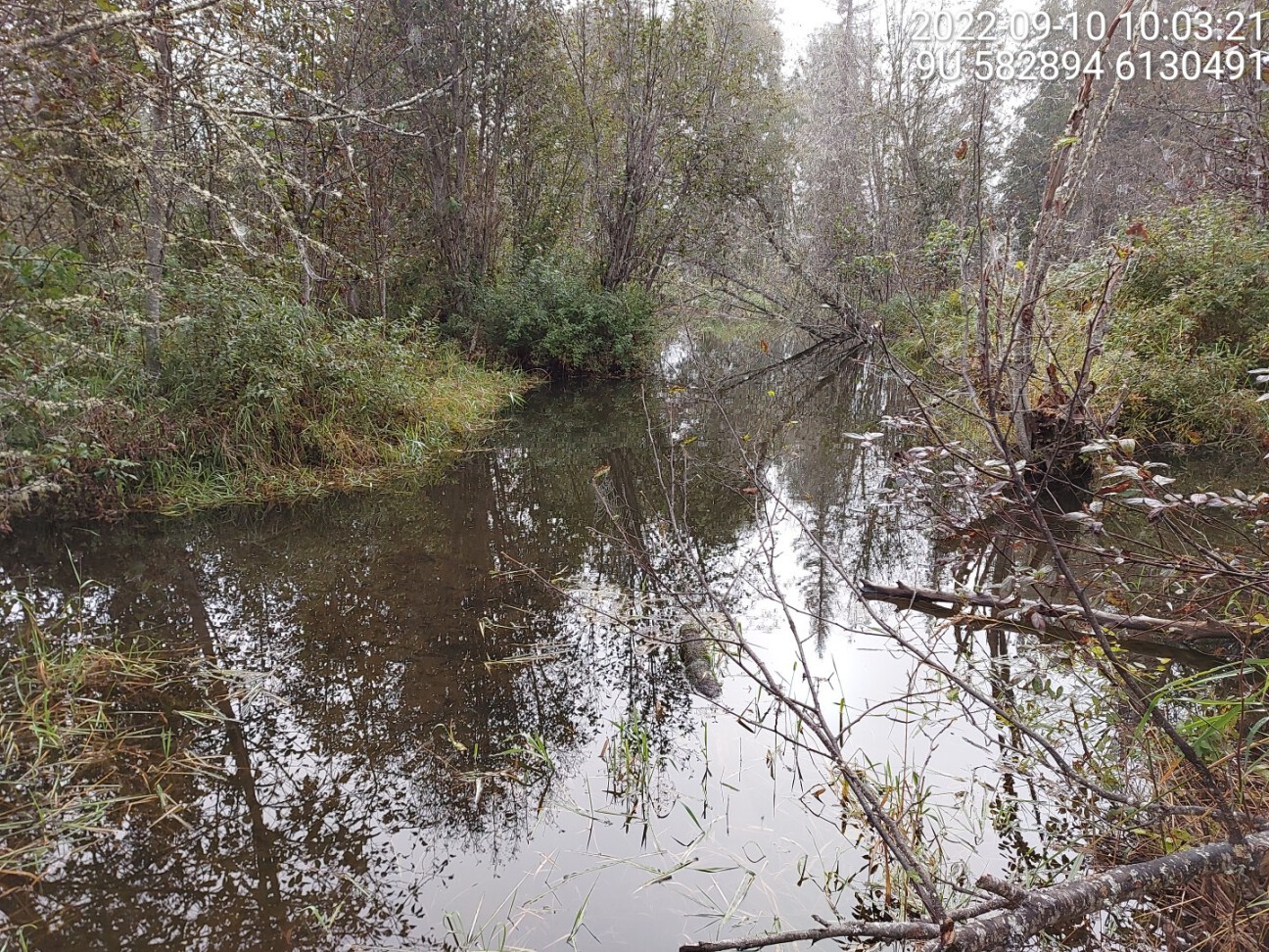 Typical habitat downstream of PSCIS crossing 198217.
