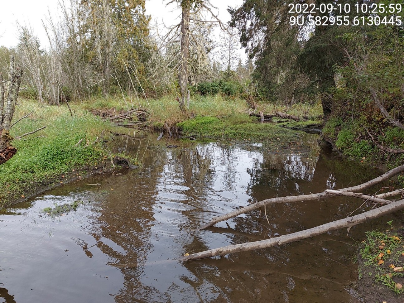 Typical habitat downstream of PSCIS crossing 198217.