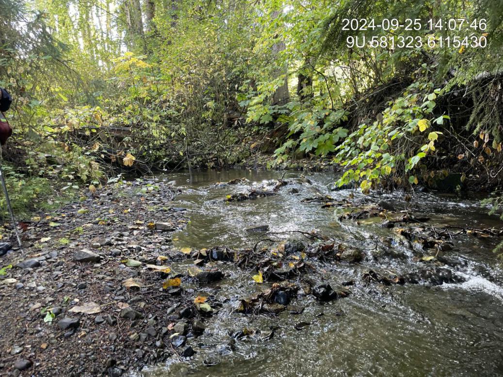 Typical habitat downstream of PSCIS crossing 198913.