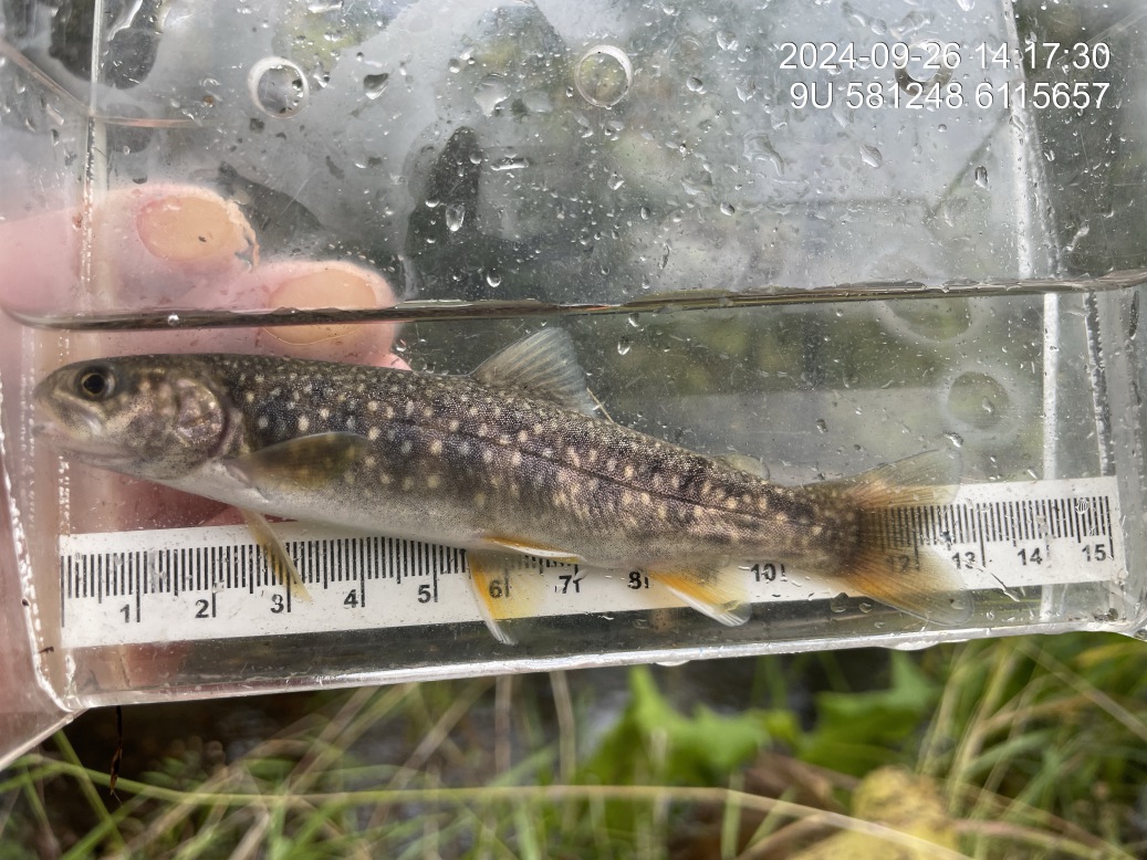 Dolly varden with captured downstream of crossing 198913.