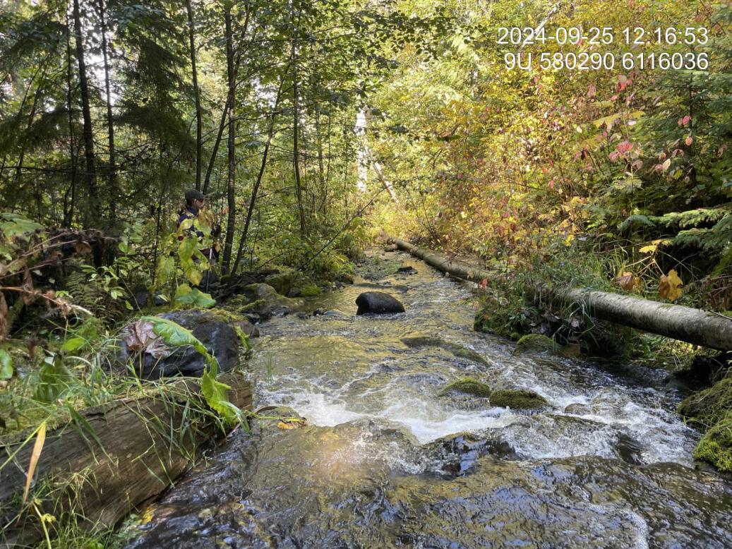 Typical habitat downstream of PSCIS crossing 198916.