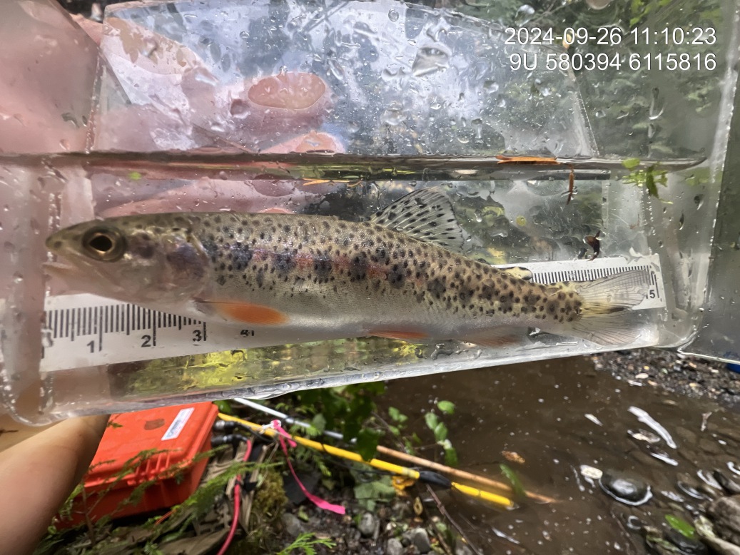 Cutthroat trout captured downstream of crossing 198916.