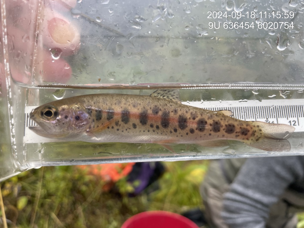 Rainbow trout captured downstream of crossing 198935.