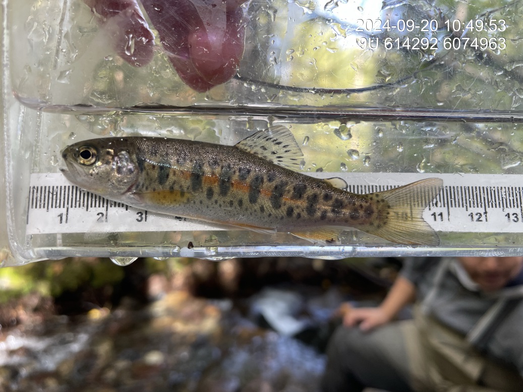 Rainbow trout captured downstream of crossing 58264.