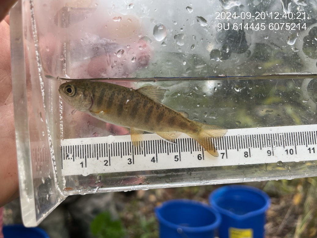 Coho salmon captured approximately 360 m downstream of crossing 58264.