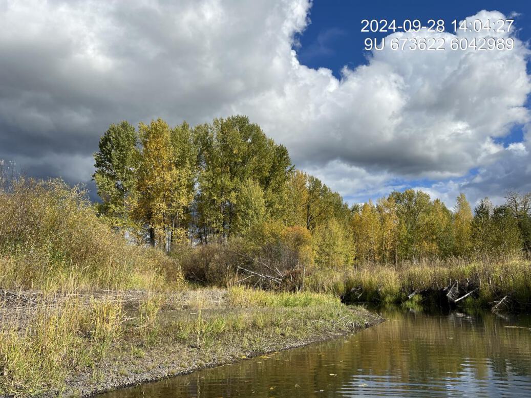 Riparian regrowth within site