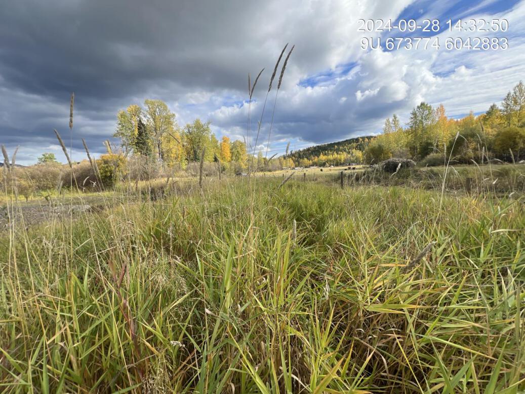 View of upstream end of site