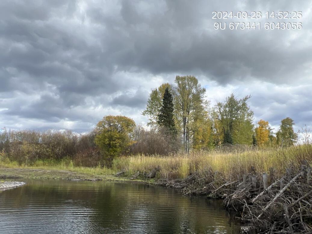 Riparian regrowth within site
