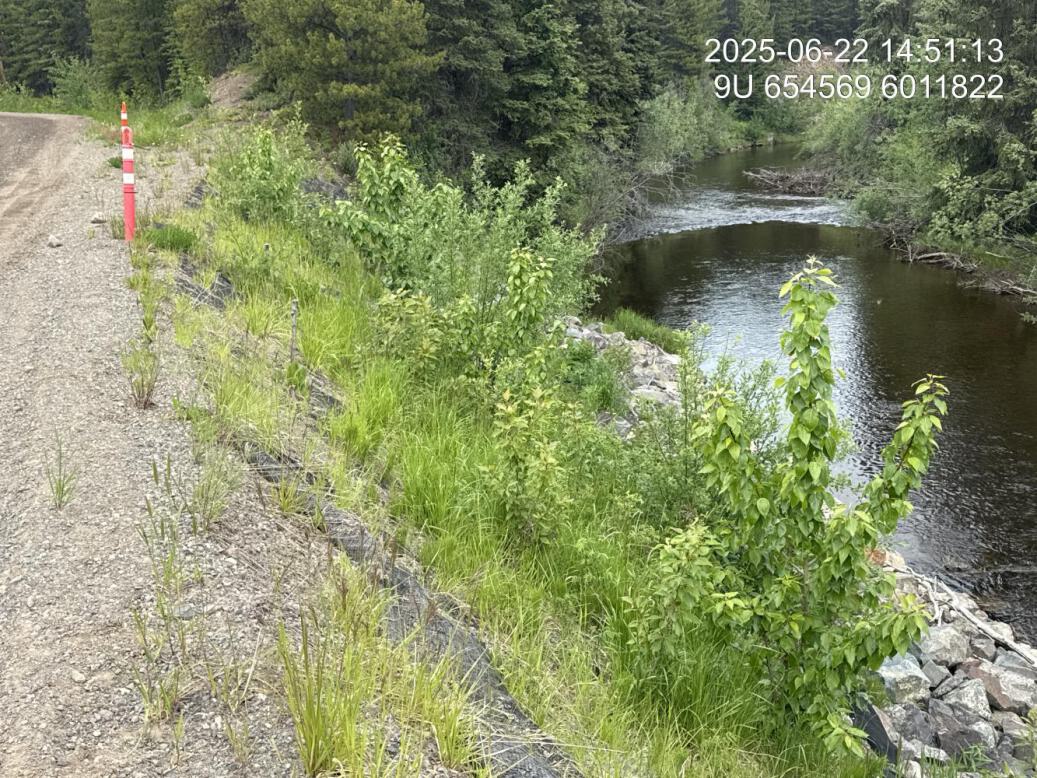 Riparian regrowth within site