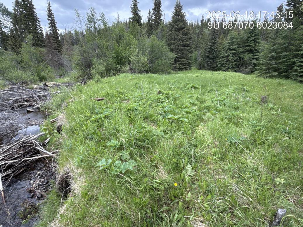 Riparian regrowth within site