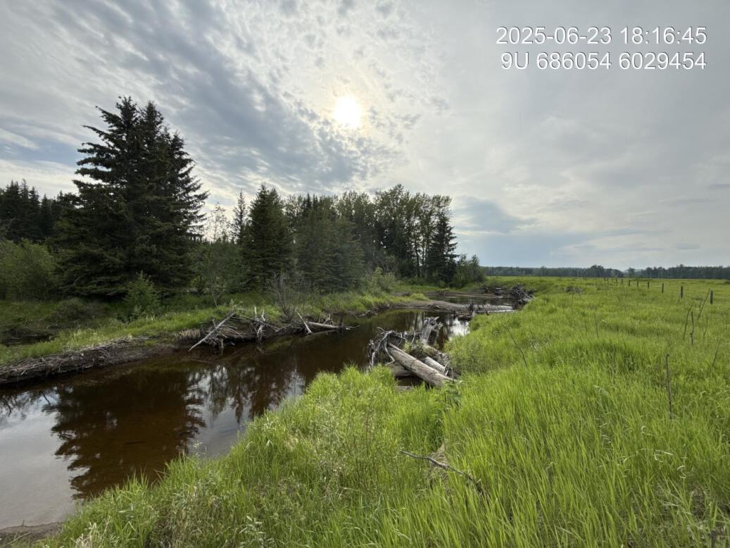 Riparian regrowth within site
