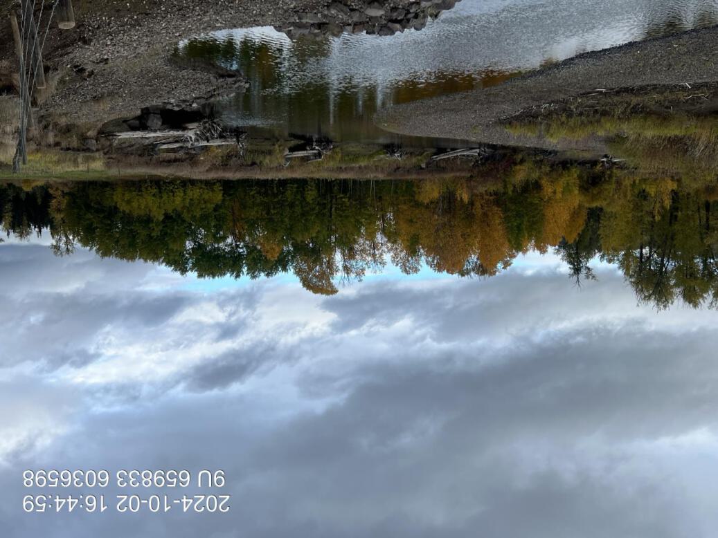 Riparian regrowth within site