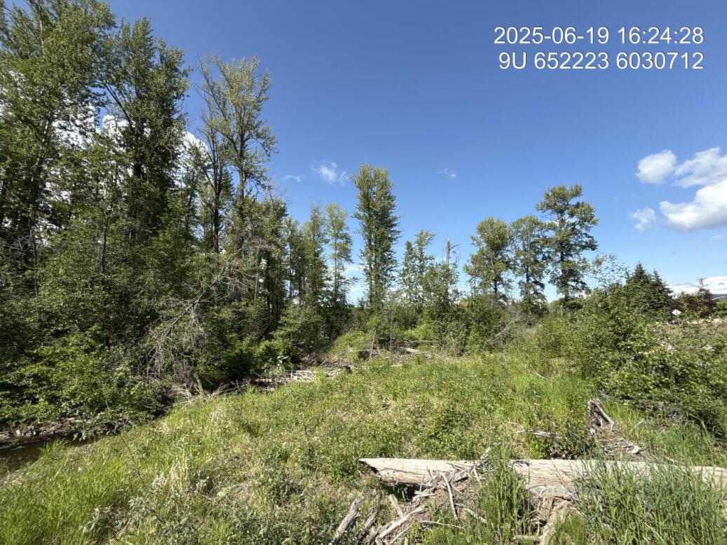 Riparian regrowth within site