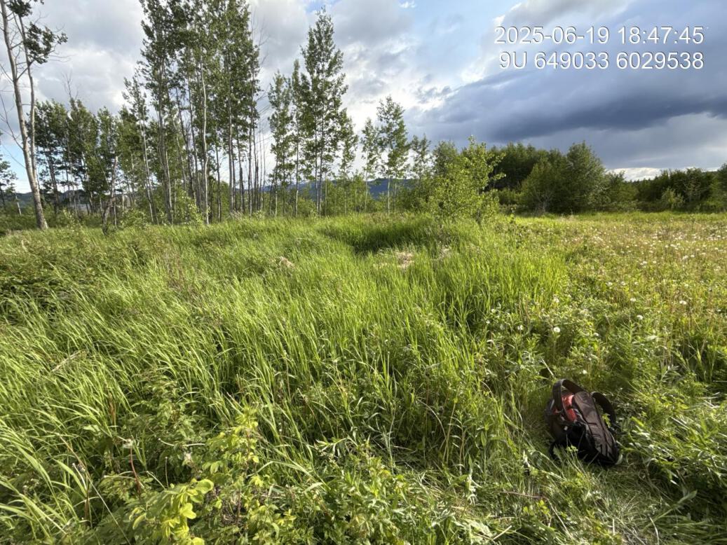 Riparian regrowth within site
