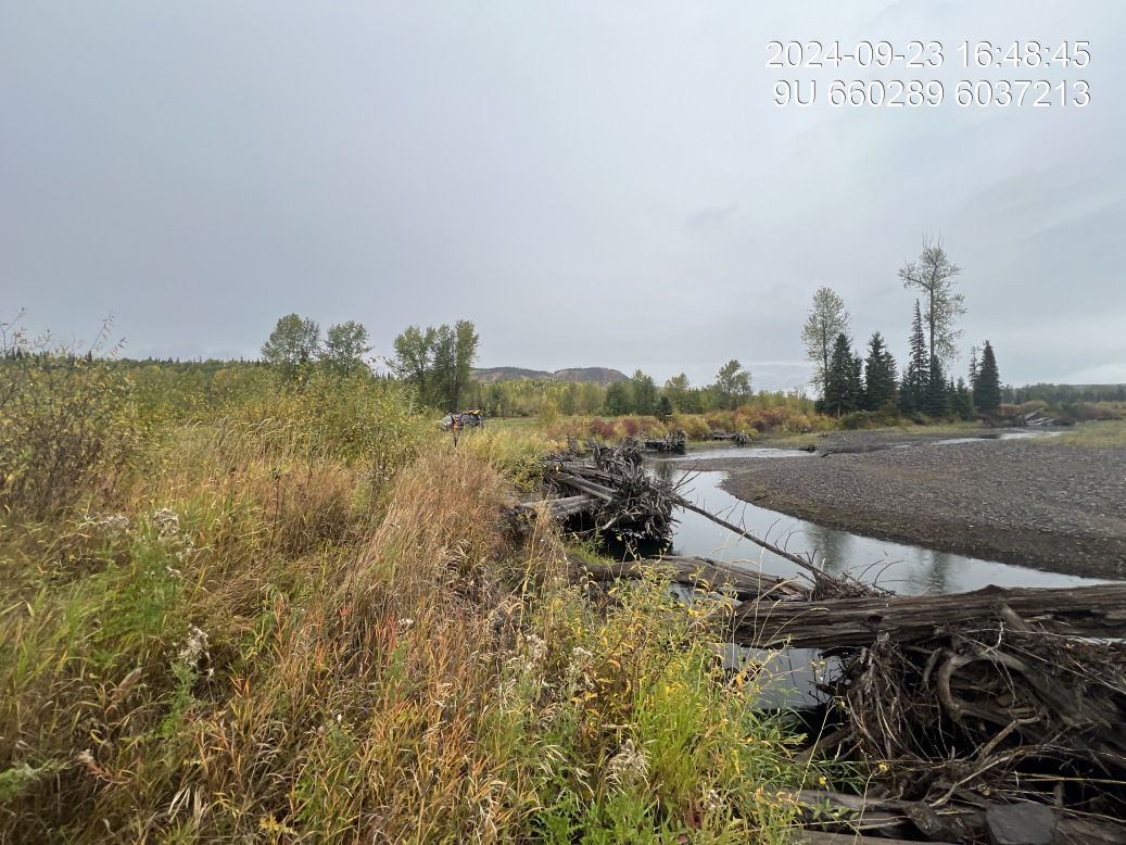 Riparian regrowth within site