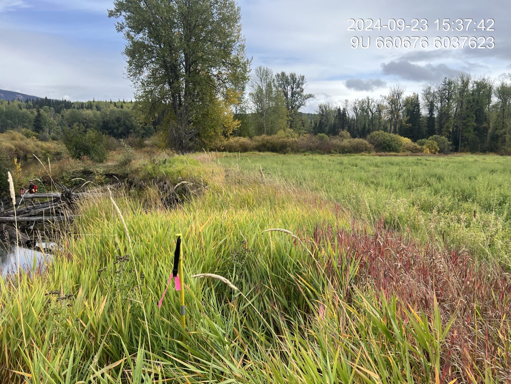 Riparian regrowth within site