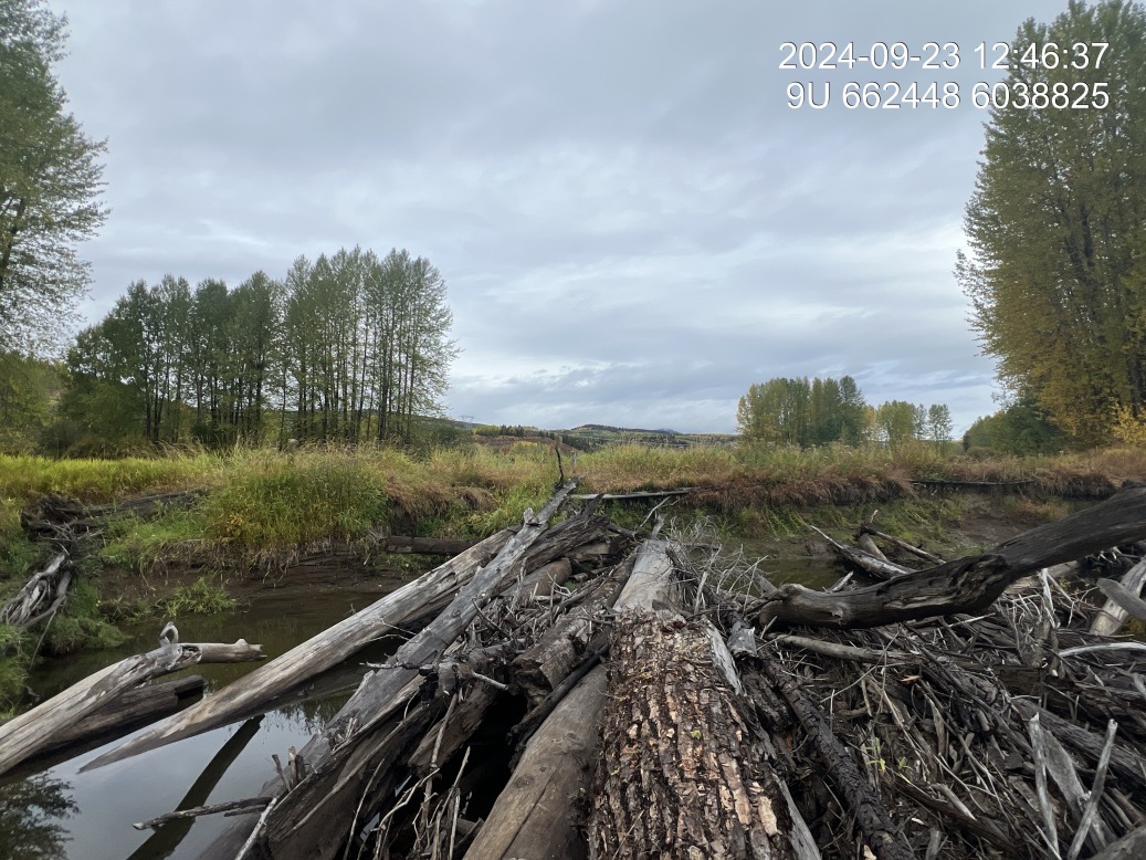 Riparian regrowth within site