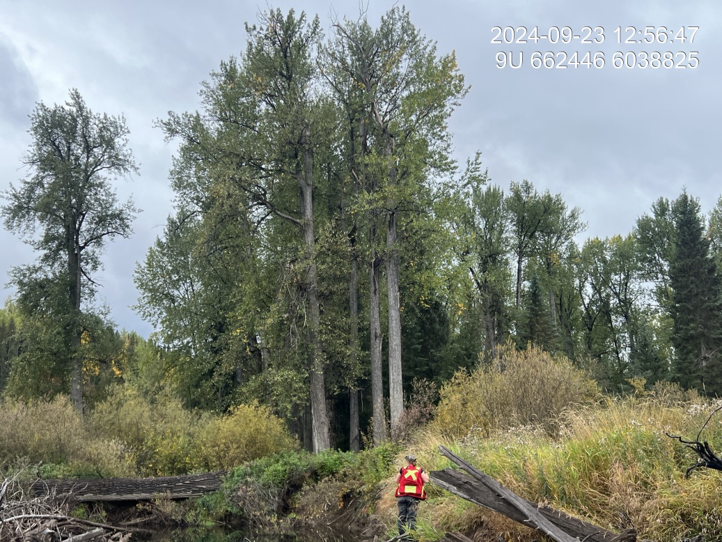 Old growth cottonwood