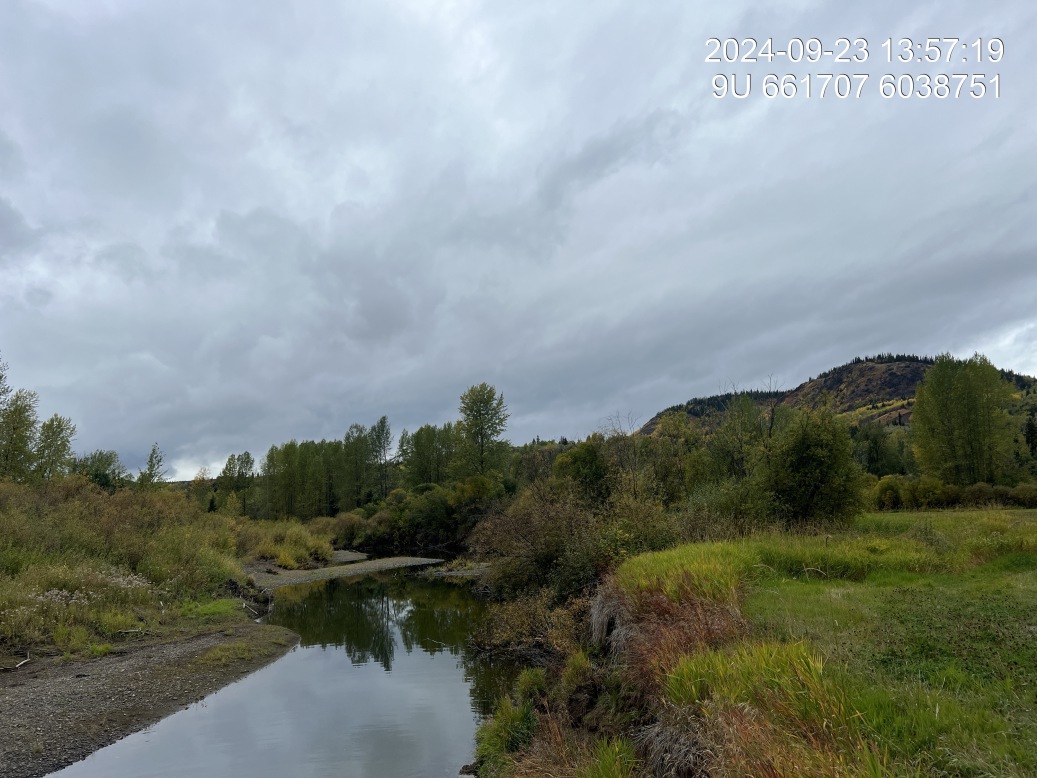 Riparian regrowth within site