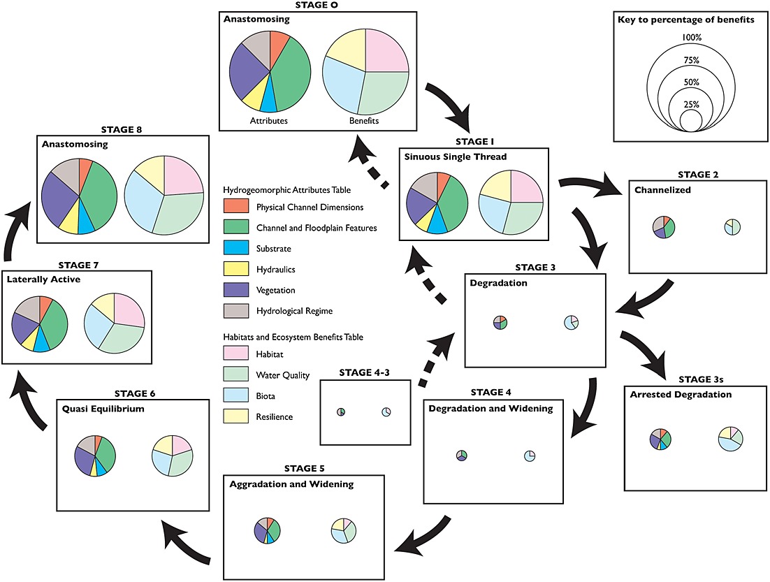Habitat and ecosystem benifits as well as hydrogeomorphic attributes associated with each stage of the SEM, suggesting that stages 7-1 have the highest ecosystem potential (Cluer and Thorne, 2014).