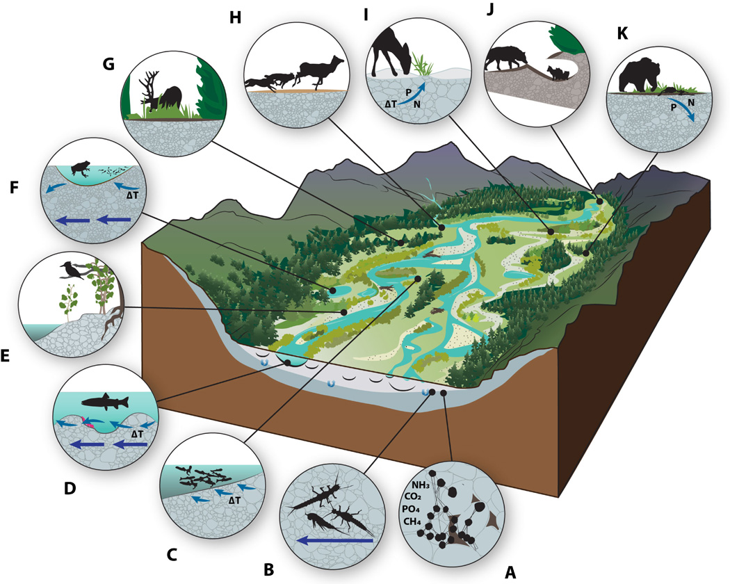 Examples of how a stage 0 stream can benifit the entire riverscape and play an important role in the biophysical interactions between organisms (Hauer et al., 2016).