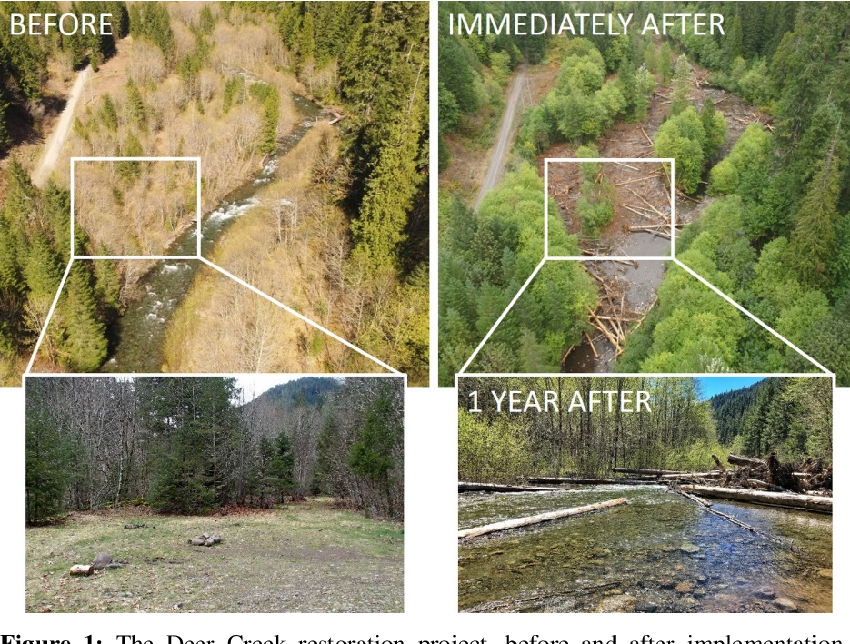 Before and after restoration took place at Deer Creek, USA. They observed imediate improvements to the habitat and the benefits were self-sustaining (Meyer, 2018).
