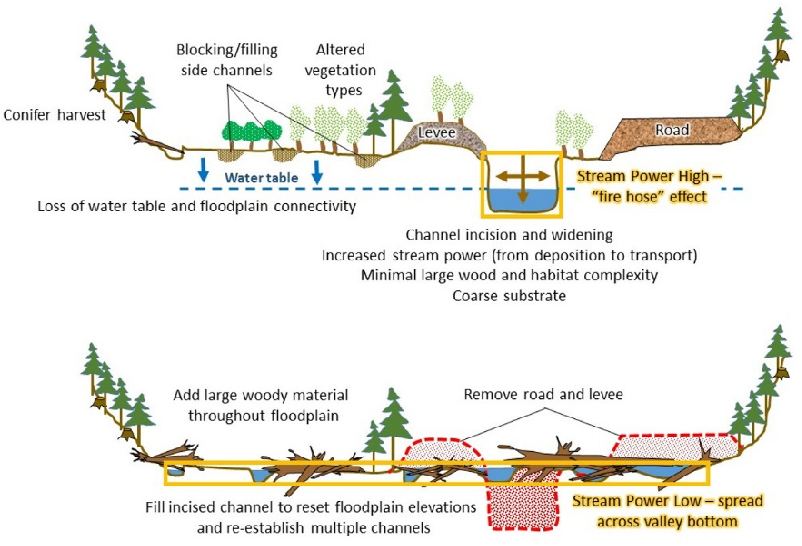 An example of process-based restoration using stage 0 methodology to restored the natural floodplain elevation. In this project they filled in incised channels and added large wood to restore the natural floodplain elevation and re-establish multiple channels (Meyer, 2018).
